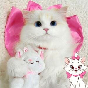 강아지 스카프 고양이 케이프 턱받이 나비 장식 리본 목걸이 카라 넥타이 메리 귀여운