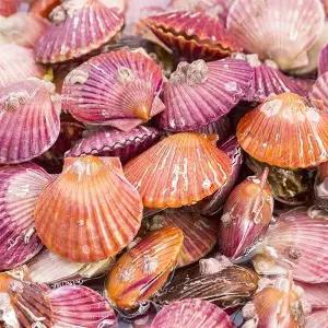 [남도미향]살아있는 고흥 제철 홍가리비 3kg (특품)