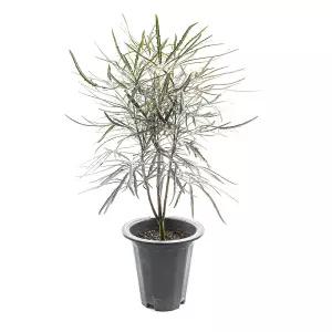 갑조네 아랄리아 아라리오 대품