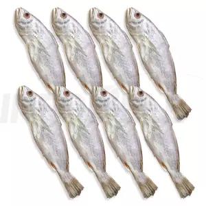 영광 법성포 서상인 장인 민어굴비 보양식 제수용 명품 반건조 손질 생선 찜 조림 구이 민어 굴비 8마리