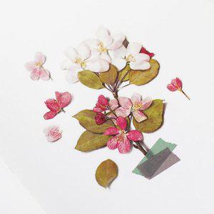 감성 인쇄 압화 스티커 사과꽃 7P 다꾸 폰꾸 꾸미기