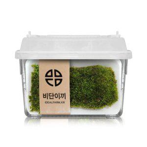 비바리움 팔루다리움 반려식물 이끼 공기정화식물