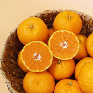 [또니맘x과일꾼] 신품종! 제주직송! 윈터프린스 3kg 15과내외