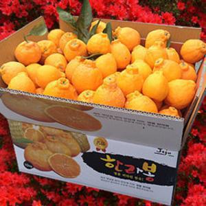 한라산농장 한라봉 10KG 혼합및 특정과 주7일배송고당도