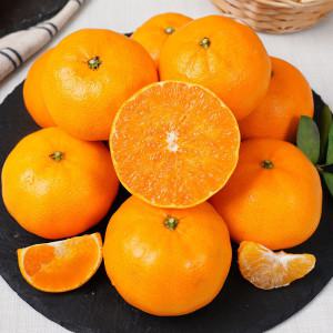 (신선집중) 레드향 제주직송 가정용 레드향 2kg(10-15과내외)