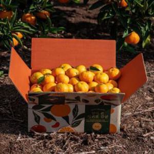 제주감귤팜 노지감귤 중과 10kg