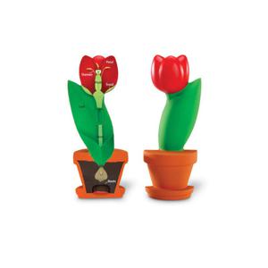 (러닝리소스)LER1905 식물 꽃 단면모형