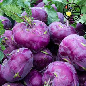 [산지직송]수분폭탄 아삭 제주 콜라비 5kg/6-12과