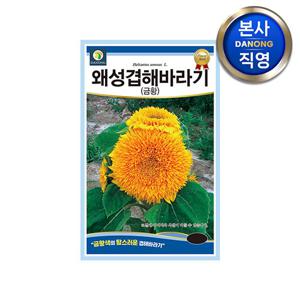 왜성 겹해바라기 금황 30cm 씨앗 50립 . 키작은 야생화 꽃씨 정원 종자.