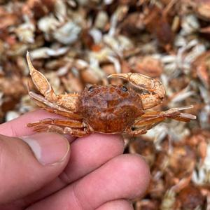 국산 베이비크랩 500g 무료배송 키토산게 튀김 건어물