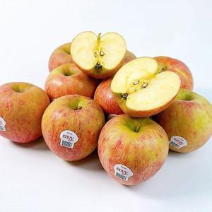 갤러리아_엔비사과 정품 5kg 특대과 (15과내외)