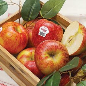 정품 국내산 엔비 사과 2kg 소과