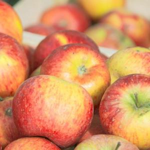 [딜픽]이웃마을 청송 부사 사과 가정용 대과 3kg내외 6-9과