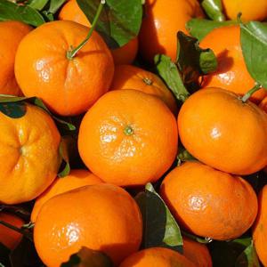 [제주직송]프리미엄  제주 과즙이 꽉찬 고당도 노지감귤 3kg/5kg/10kg