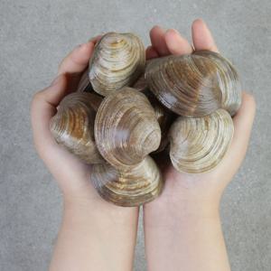 [선착순12,480원~] 서천 백생합 백상합 조개 2kg (50~60미 내외) / 홍가리비 2kg  (55~65미 내외)