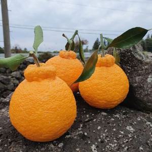 제주직송 제철 한라봉 2kg/3kg/5kg/10kg 가정용/선물용