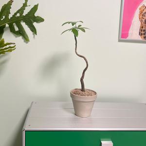 파키라 꼬불이 수형 키우기 쉬운 공기정화식물  베이직 토분M