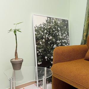 키다리파키라 키우기 쉬운 공기정화식물 토분S 3color