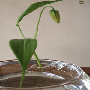 이케바나 오브제 플로팅베이스