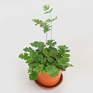 안테나고사리 소형 인테리어 공기정화식물 모종