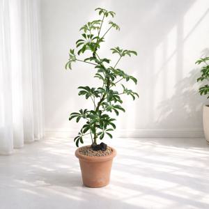 홍콩야자 쉐프렐라 S수형 중형 화분 모음전 공기정화 인테리어 반려식물