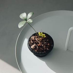 멕시코소철 스톤스탠드