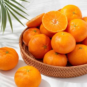 제주직송 레드향 가정용(실중량) 10과 내외 / 2.5kg