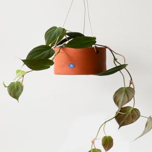 필로덴드론 미칸 벨벳 잎 공기정화 인테리어 행잉식물