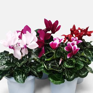 시클라멘 중형 야생화 겨울꽃 인테리어 공기정화 식물 꽃모종