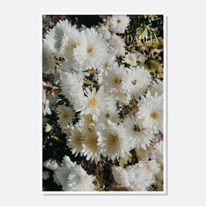 플랜테리어 꽃그림 식물 감성 포스터 인테리어 액자 화이트 달리아 The pure