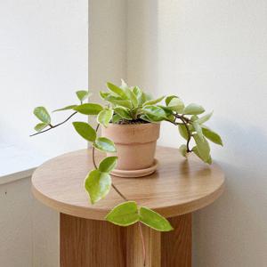 호야 실내공기정화식물 행잉 소형 베트남토분 플랜테리어 화분