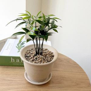 죽백 소원을 들어주는 나무 소형 화분 공기정화식물 베트남토분 플랜테리어