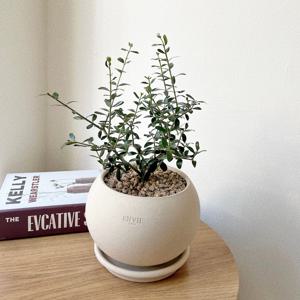 올리브나무 소형 화분 베트남토분 개업화분 집들이 플랜테리어 공기정화식물