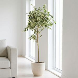 무늬 벤자민고무나무 공기정화 반려식물 개업 집들이 축하화분