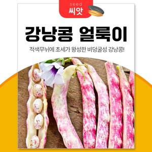 얼룩이 강낭콩 34 씨앗30g 식물키우기 비덩쿨성 종자