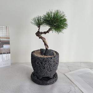 해송 소나무분재  화산석돌화분 인테리어 반려식물 취임축하선물