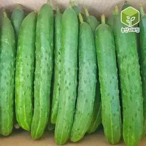 오이 취청오이 특 10kg