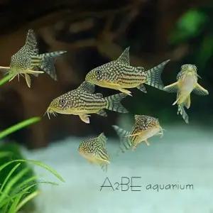 [에이투비]스터바이 코리도라스 / 2-3cm내외 / 5마리