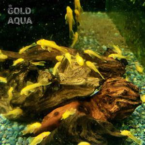 [골드아쿠아] 청소물고기 안시숏핀 5마리