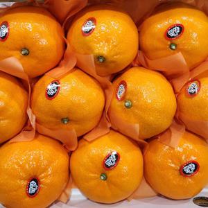 명절 설 선물세트 선물용 천혜향 5kg