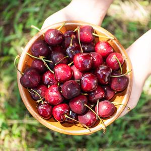 [대한민국농수산] 프리미엄 고당도 고품질 생 체리