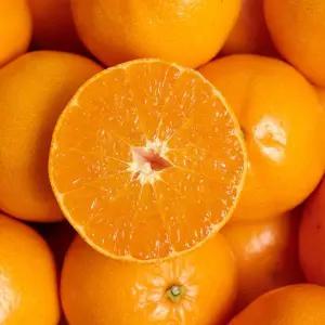 제주 선물세트 레드향 대 5kg(박스포함)/14-18과