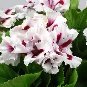 어린모종 제라늄 노비타클래식 화이트스타(리갈) 8cm분