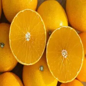 [품질보증] 제주 산지직송 제철 고당도 천혜향 3kg 로얄 중과 18과내외