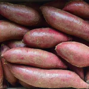 해남 황토 베니하루카 꿀 고구마 10KG 특상