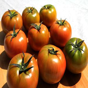 창녕 찰토마토 5kg 창녕농협 품질보장
