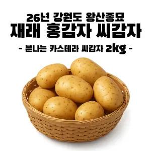 왕산종묘 강원도 홍감자 씨감자 종자 2kg