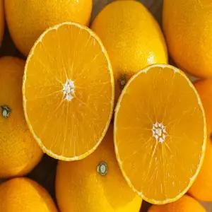 [품질보증] 제주 산지직송 제철 고당도 천혜향 5kg 로얄 대과 20과내외