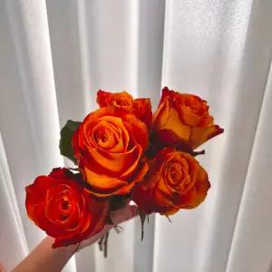 장미 생화 꽃다발 꽃 선물 고요히꽃