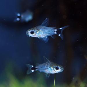 티아쿠아 열대어 코리도라스 하스타투스 5마리 관상어